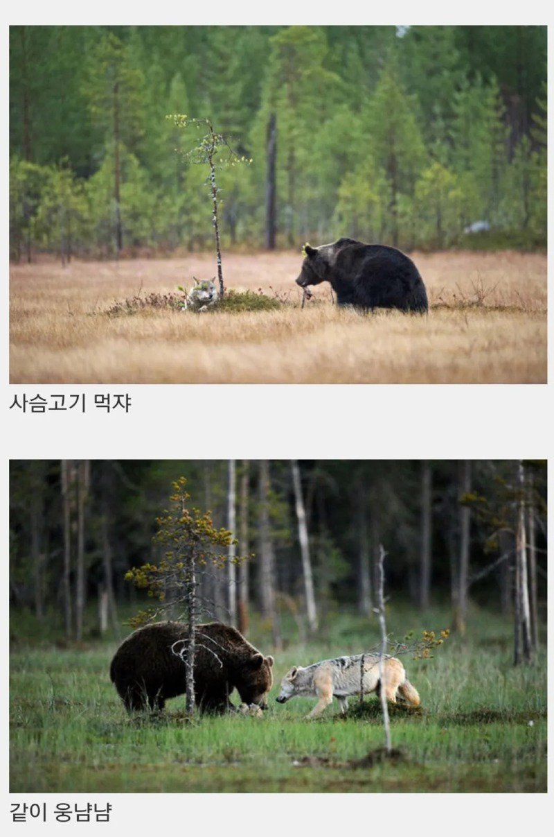 핀란드 숲속에서 피어난 곰과 늑대의 우정.jpg3