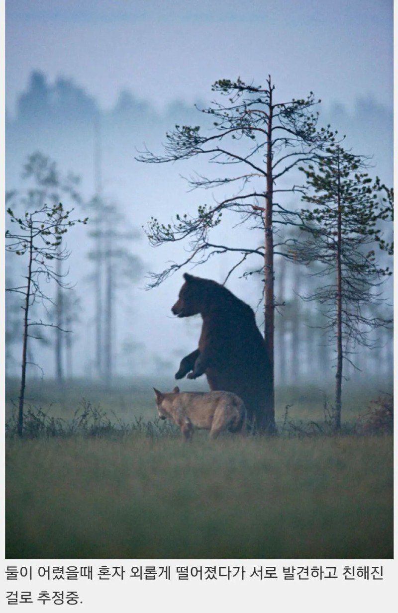 핀란드 숲속에서 피어난 곰과 늑대의 우정.jpg4