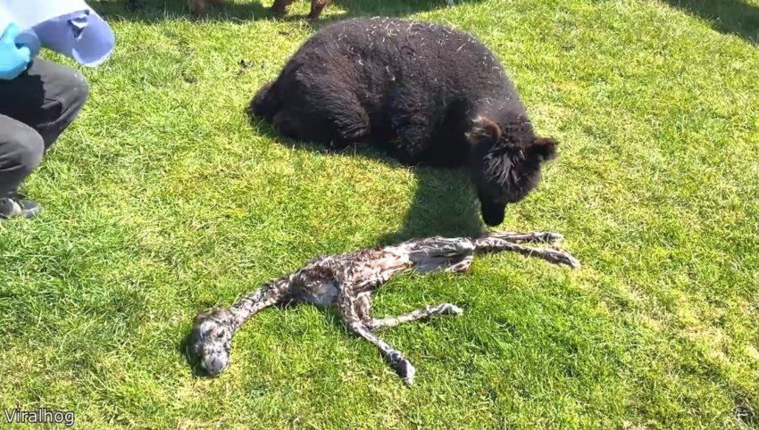 늑대에게 습격 당해 뼈만 남은 알파카1