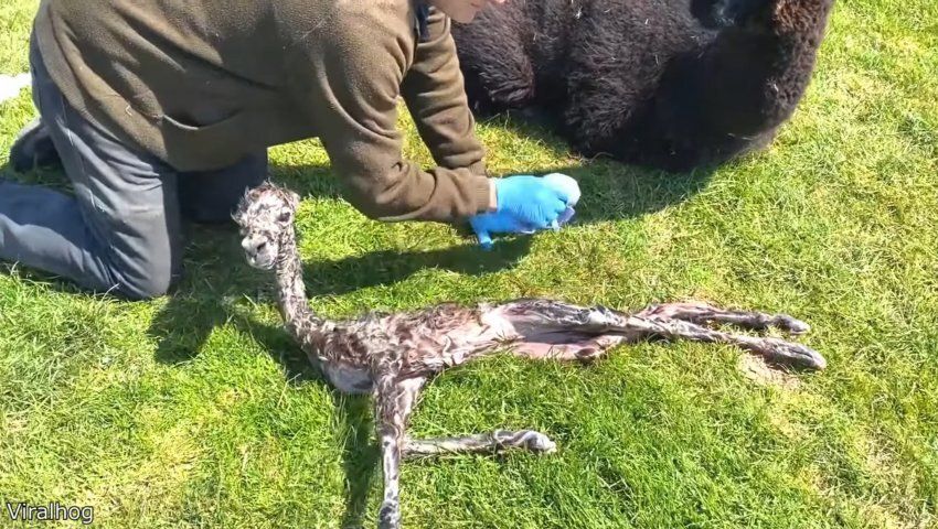 늑대에게 습격 당해 뼈만 남은 알파카2