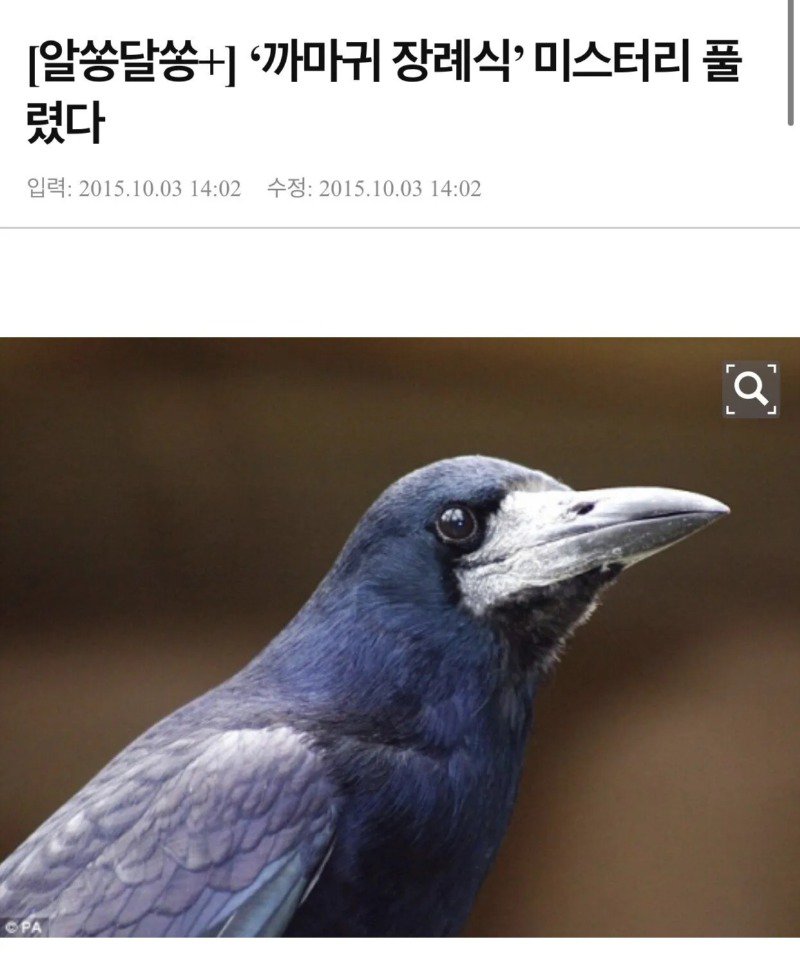 까마귀 장례식의 진실jpg1