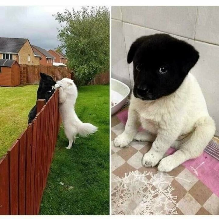 특이했던 사랑의 결실 멍뭉이 근황.jpg1