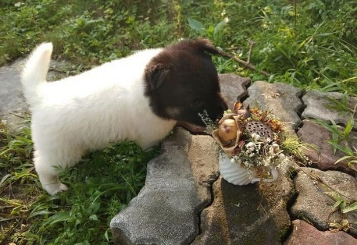 특이했던 사랑의 결실 멍뭉이 근황.jpg2