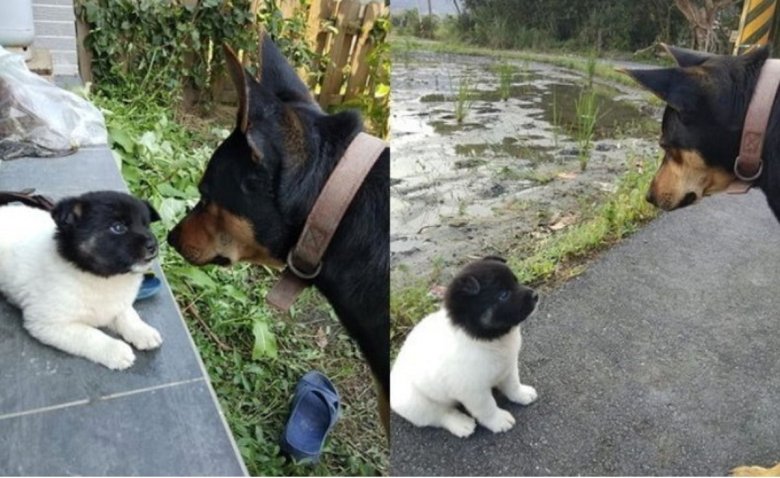 특이했던 사랑의 결실 멍뭉이 근황.jpg3