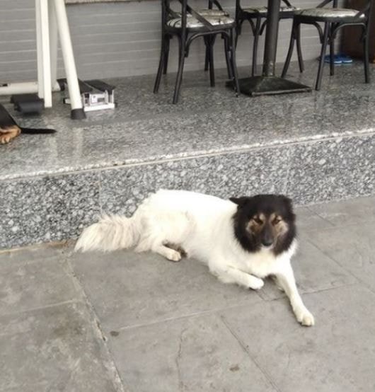 특이했던 사랑의 결실 멍뭉이 근황.jpg4