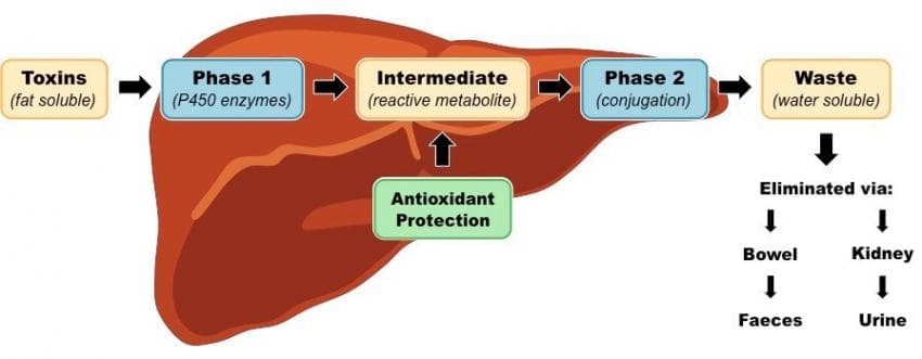 코넬대학에서 밝혀낸 만성피로 원인3